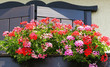 Foto: Geranien auf dem Balkon - Pelargonium on Balcony Geranien auf dem Balkon - Pelargonium on Balcony