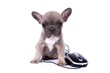 French Bulldog Baby & PC Mouse