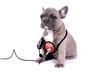 French Bulldog Baby & Headset