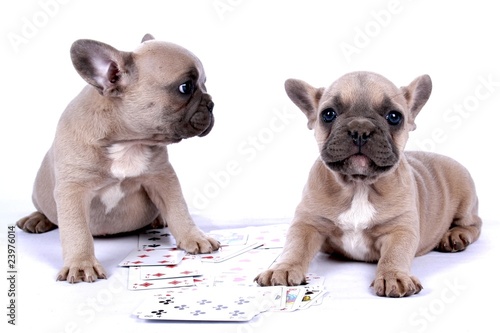 Foto: French Bulldog Puppies & Poker Cards French Bulldog Puppies & Poker Cards