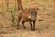warthog / facocero
