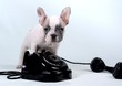 French Bulldog Puppy & Telefon
