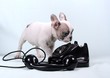French Bulldog Puppy & Telefon