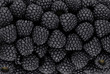 Black blackberry texture or background