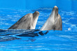 Delfin