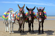 Donkeys at a beach resort in UK Donkeys at a beach resort in UK