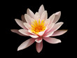 Foto: Seerose - Lotusblume Seerose - Lotusblume