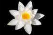 Foto: Seerose - Lotusblume Seerose - Lotusblume