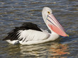 pelican