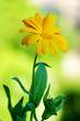 Calendula officinalis, pot marigold with drops on the petals