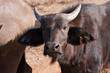 cape buffalo