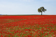Poppy corn area