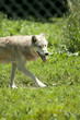 timber wolf