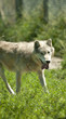 timber  wolf