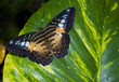 Beautiful butterfly in the park