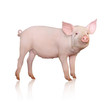 Photo en ligne au meilleur prix Pig