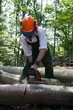 lumberjack is working with protective clothing in the forest