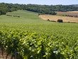 Vignes