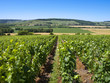 vignes