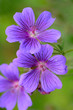 Foto: Geranium Geranium