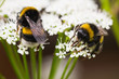 Bumble bees busy gathering nectar in summer