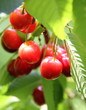 Cerises