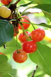 Cerises