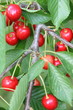 Cerises