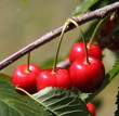 Cerises bigarreaux Cerises bigarreaux