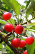 Cerises