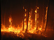 Photo: Burning trees in the forest Burning trees in the forest