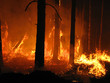 Hell in the forest
