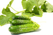 fresh cucumbers