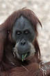 1007025 - Orang Utan