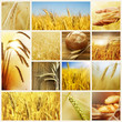 Wheat.Harvest concepts.Cereal collage
