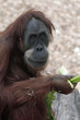 1007027 - Orang Utan