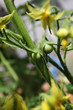 Tomatenstaude