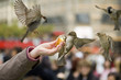 Foto: Sparrows Eating Sparrows Eating