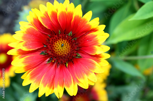 Photo: Springtime in Yellow and Red Springtime in Yellow and Red