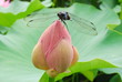 CommonSkimmer
