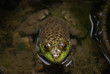 BullFrog