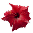 Hibiscus (isolated)