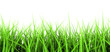 Green Grass On White Background