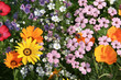 Colourful flowers