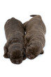Foto: 2 braune Labrador Retriever Welpen 2 braune Labrador Retriever Welpen