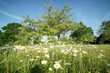 Paysage campagne 25
