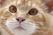 Foto: Junge Maine Coon Katze Junge Maine Coon Katze