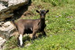 Chevreau