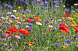 Meadow flowers with corn flower, poppy . . .