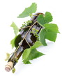 Bottle of wine twined with  vine.